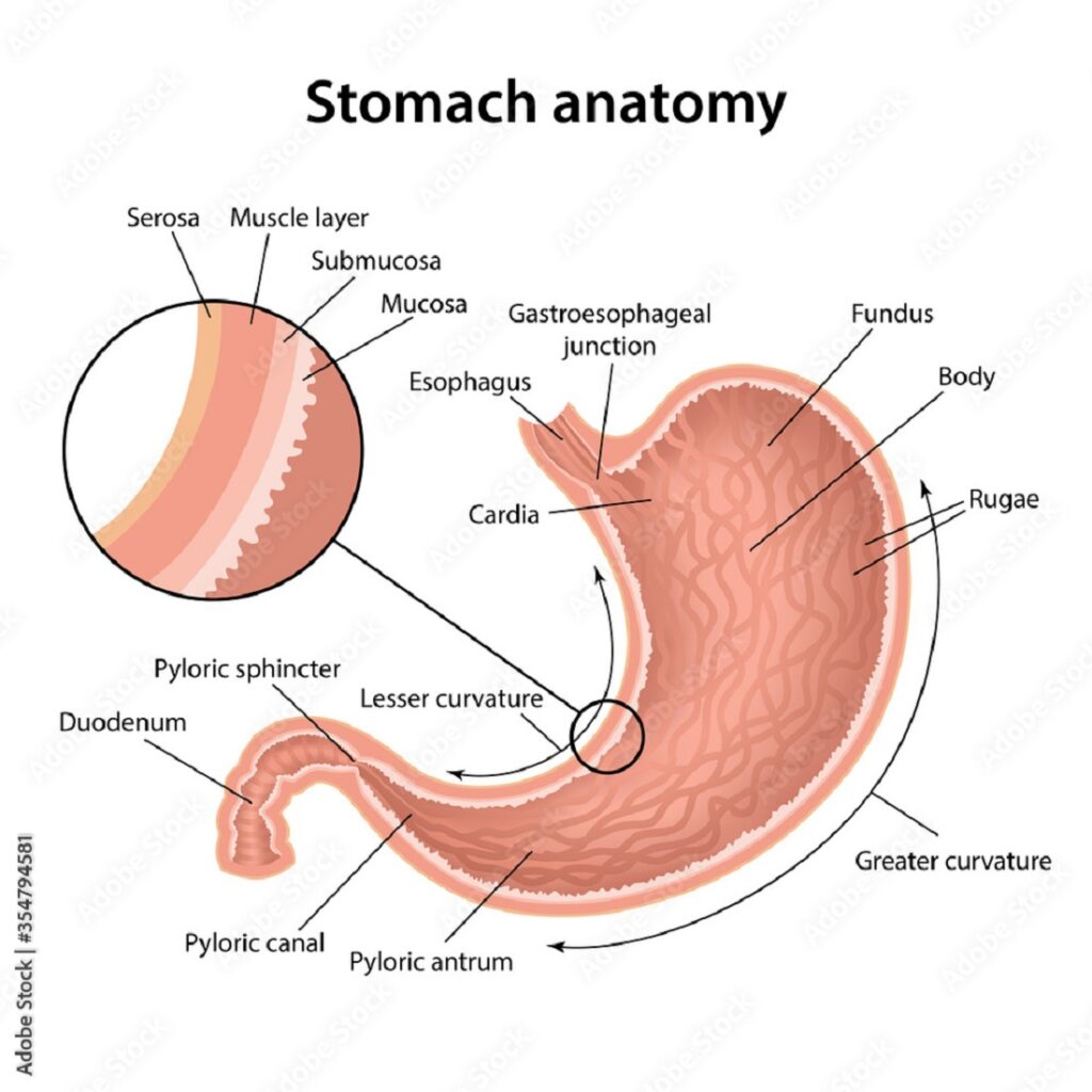 structure of stomach