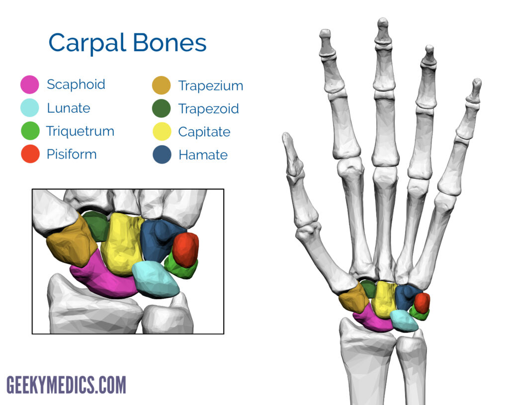 carpal bones