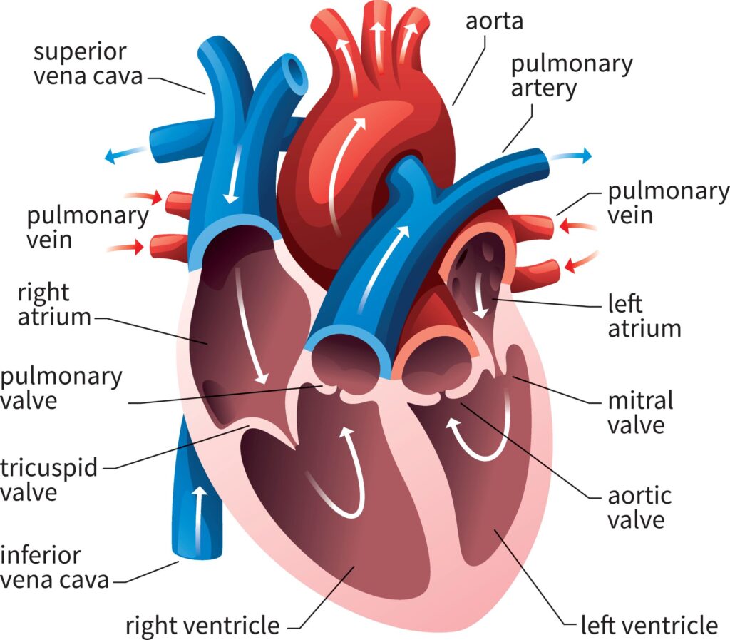 The human heart