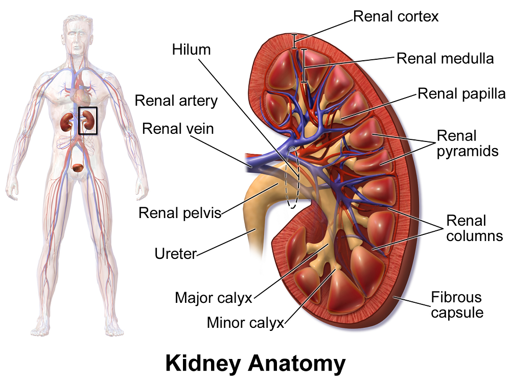 Structure of kidney