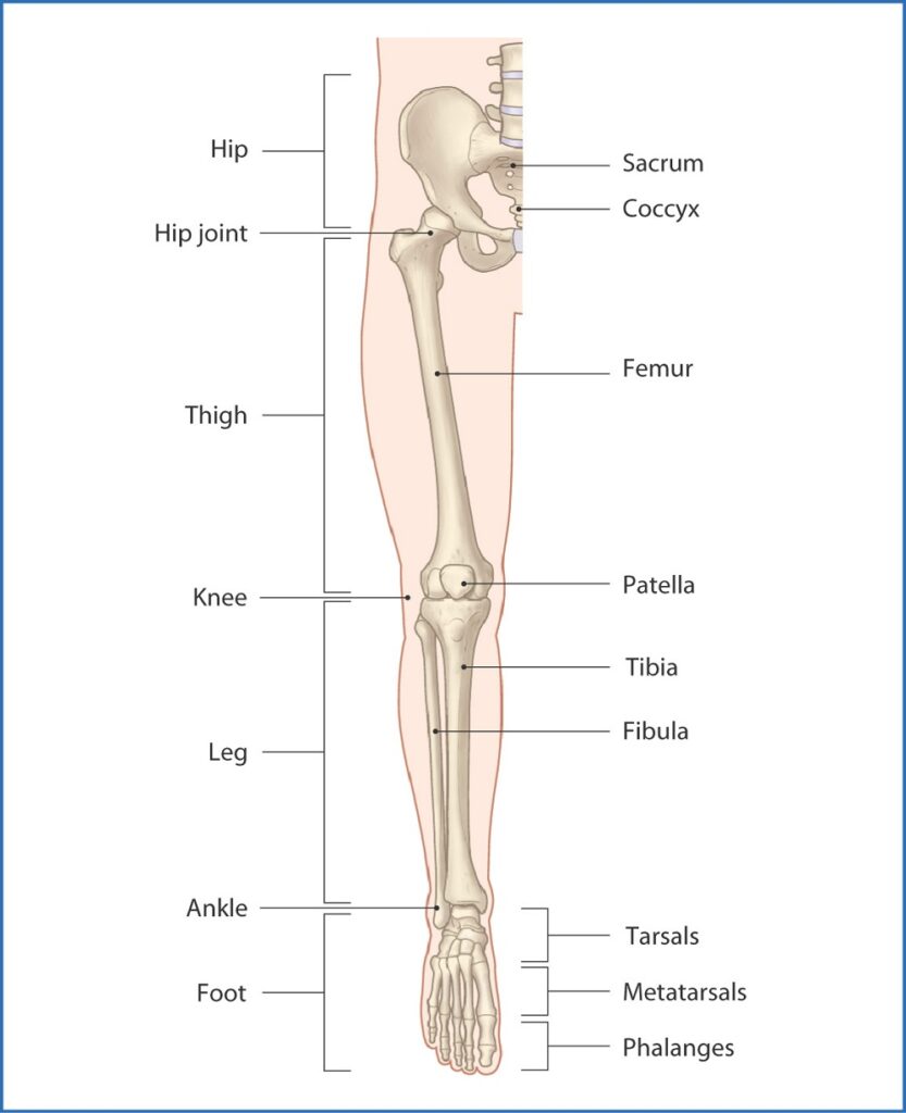 lower limp of skeleton