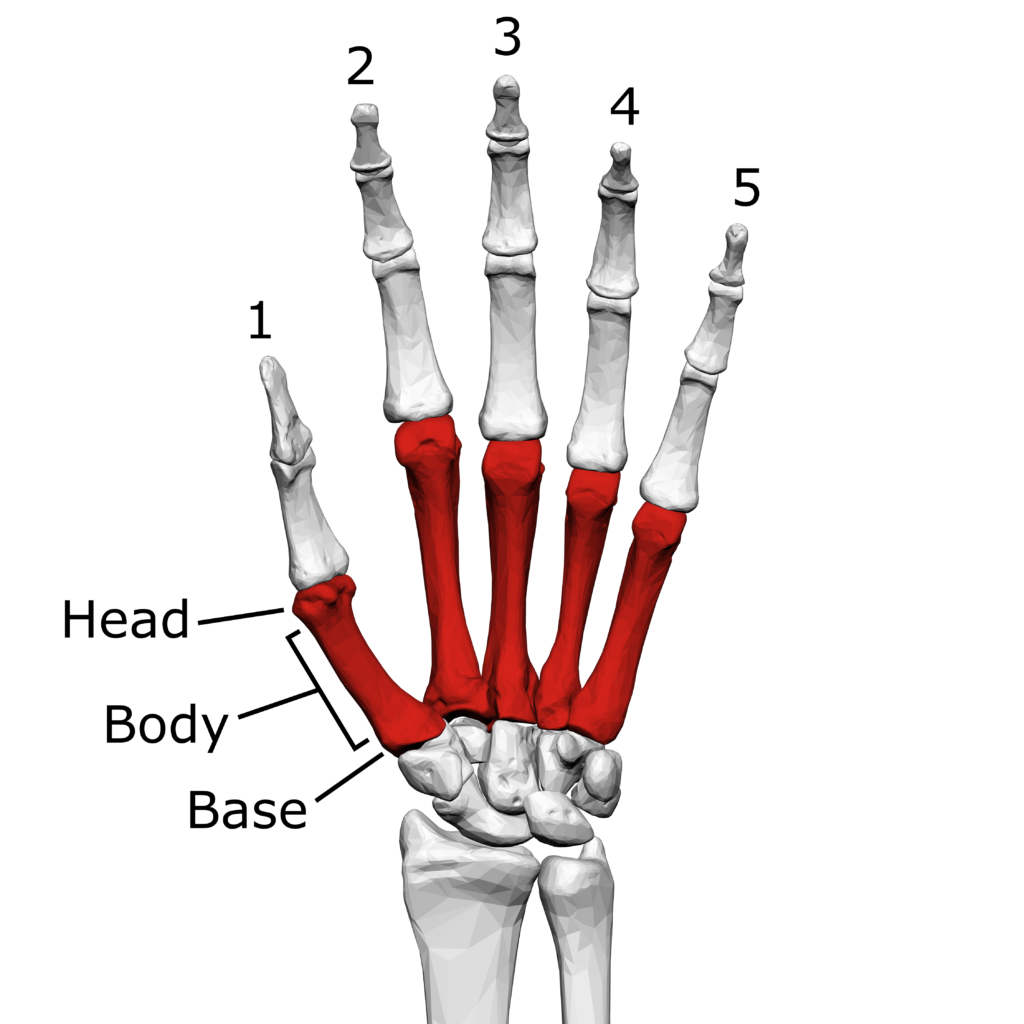 metacarpal bones