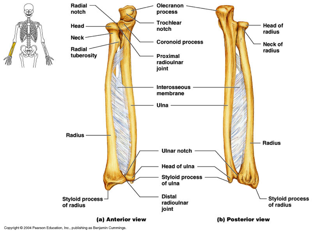 radius and ulna description