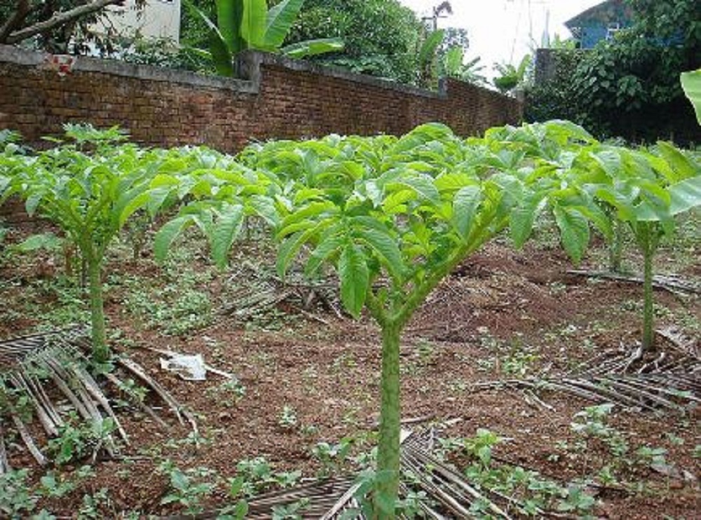 কচুর অপকারিতা