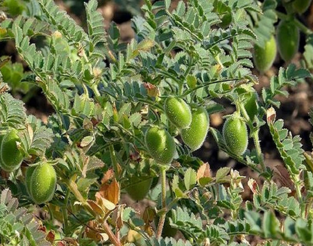 ছোলা ডালের পুষ্টিগুণ