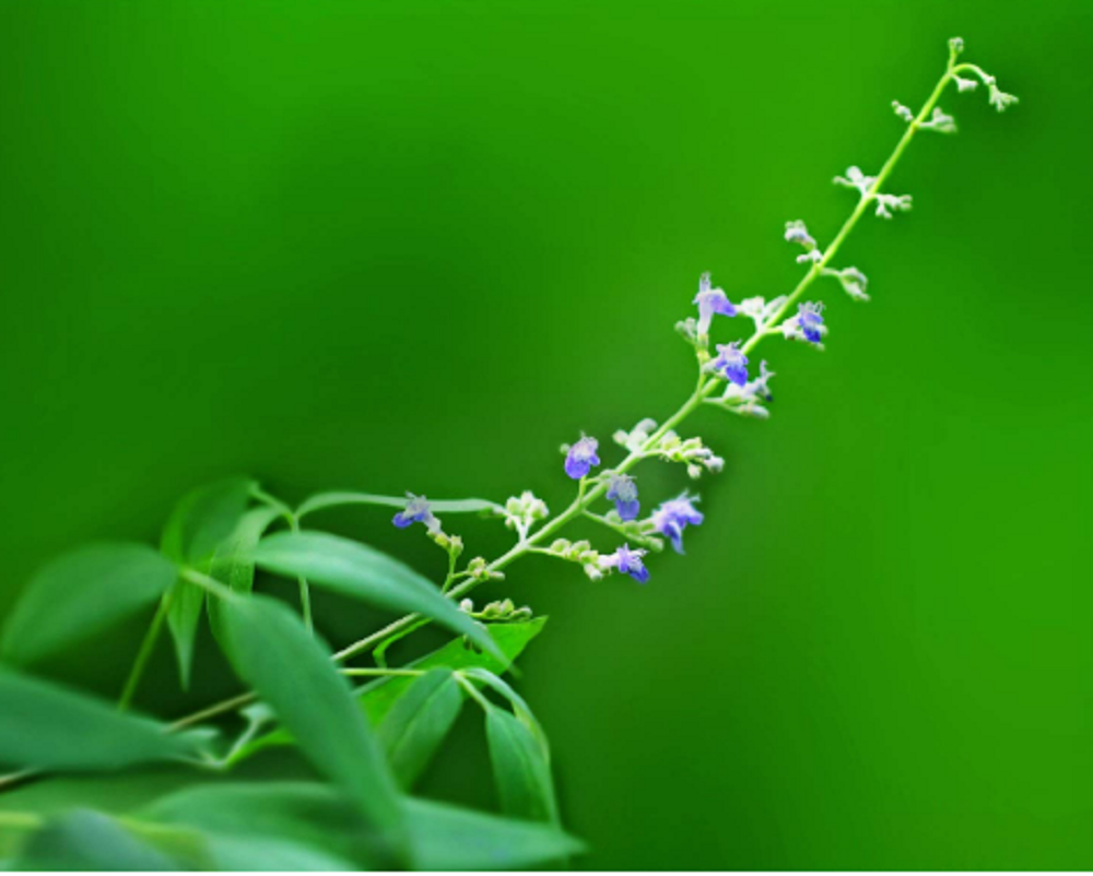 নিশিন্দা গাছের ফুল