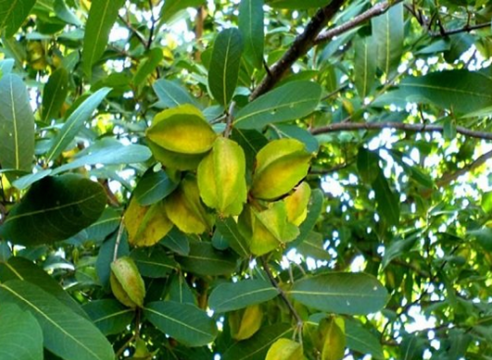 অর্জুন গাছের ছালের উপকারিতা