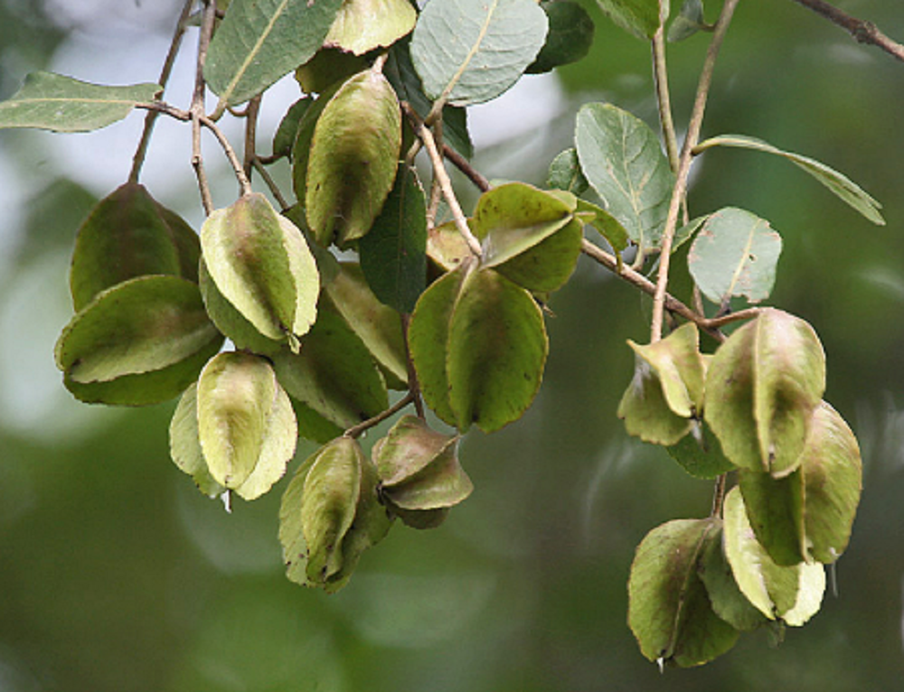 অর্জুন গাছ এর পাতার উপকারিতা