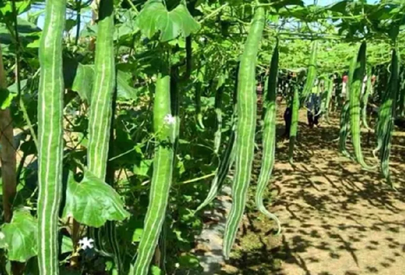 চিচিঙ্গার অপকারিতা