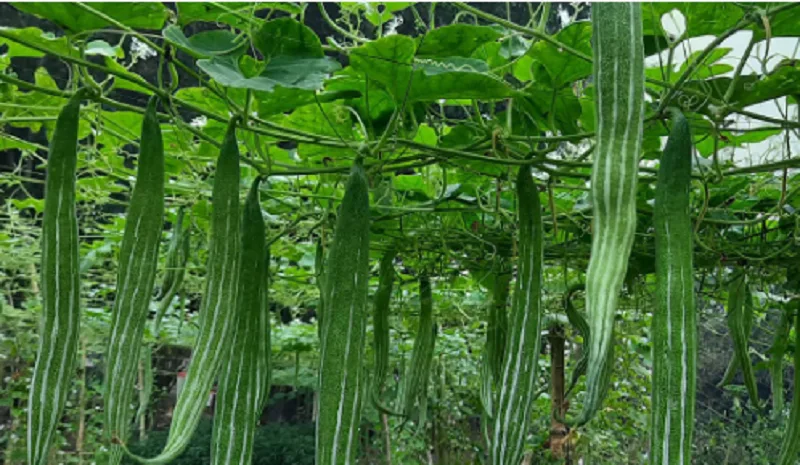 চিচিঙ্গার উপকারিতা