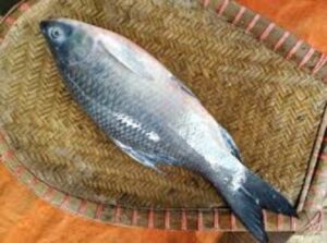 কালিবাউশ