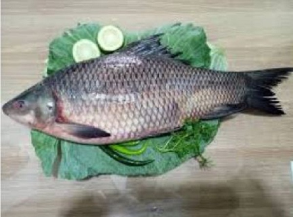 কালিবাউশ মাছের পুষ্টিগুণ