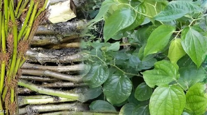 চুইঝালের উপকারিতা