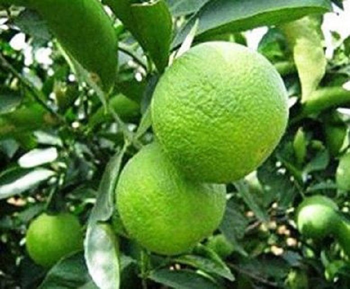 মোসাম্বি ফলের উপকারিতা